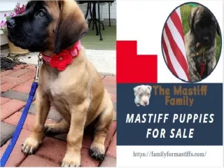 Family for mastiffs provides the best Mastiff Puppies for Sale