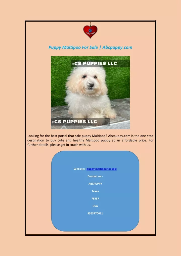 puppy maltipoo for sale abcpuppy com