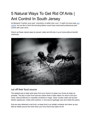 5 Natural Ways To Get Rid Of Ants | Ant Control In South Jersey