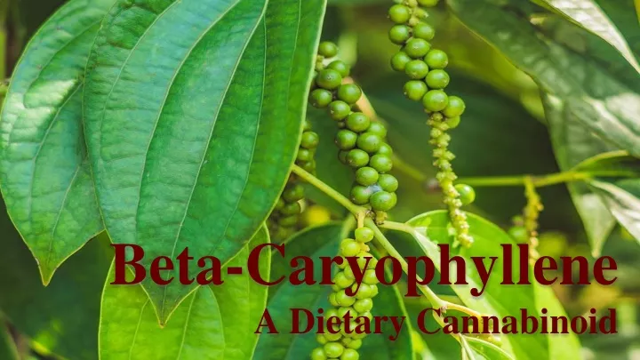 beta caryophyllene a dietary cannabinoid