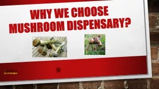 Why We Choose Mushroom Dispensary