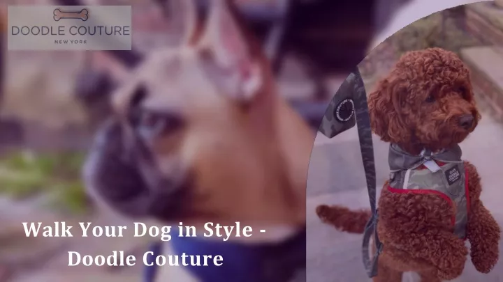 walk your dog in style doodle couture