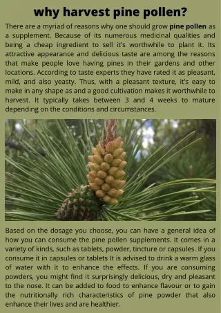why harvest pine pollen
