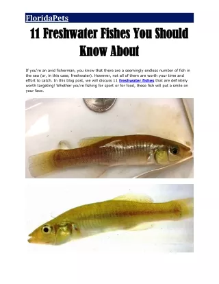 11 Freshwater Fishes You Should Know About
