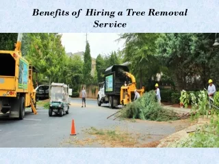 Benefits of Hiring a Tree Removal Service