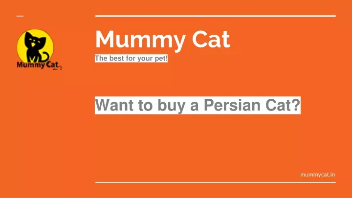 mummy cat the best for your pet want to buy a persian cat