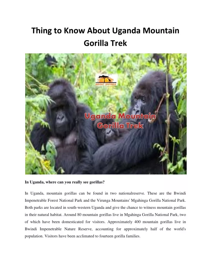 thing to know about uganda mountain gorilla trek