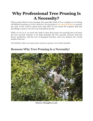 why professional tree pruning is a necessity when