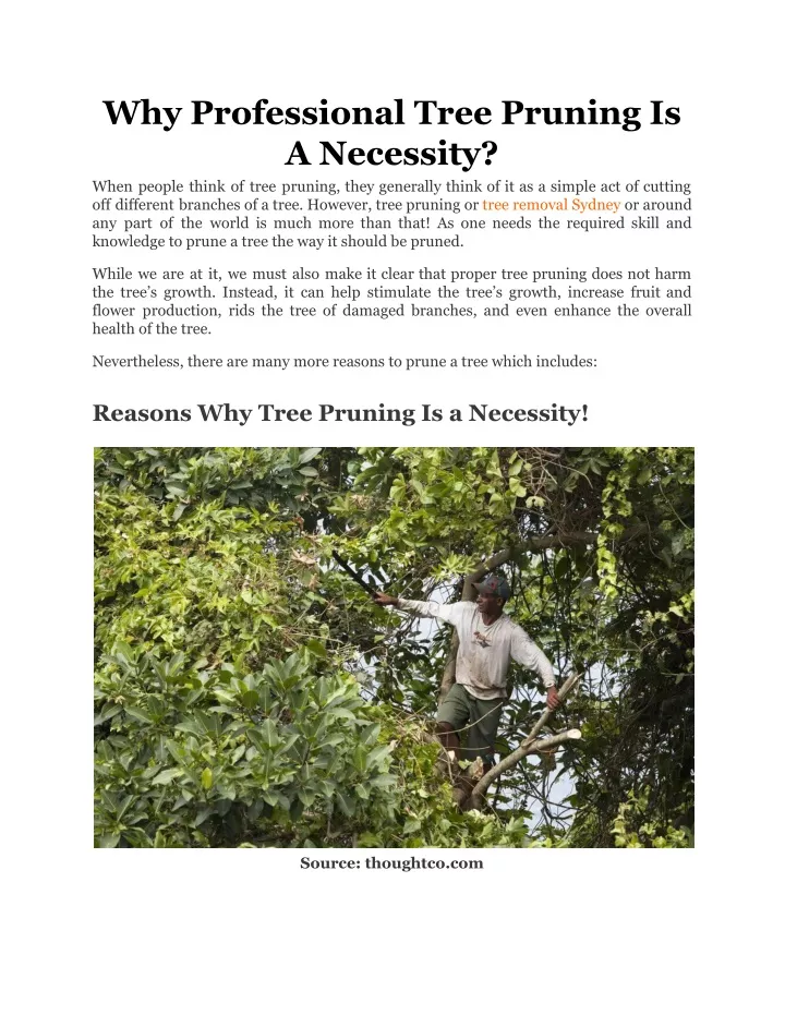 why professional tree pruning is a necessity when