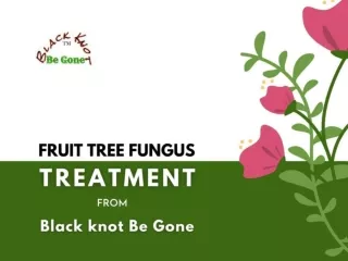 Fruit Tree Fungus Treatment-From Black Knot Be Gone