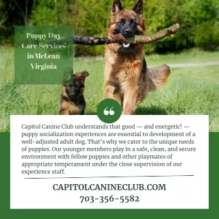 puppy day care services in mclean virginia