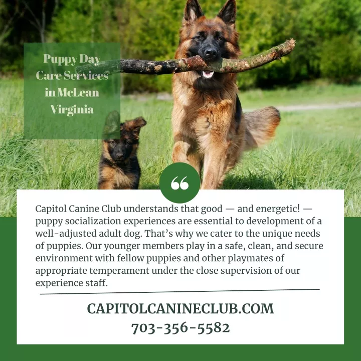 puppy day care services in mclean virginia