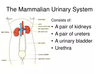 the mammalian urinary system
