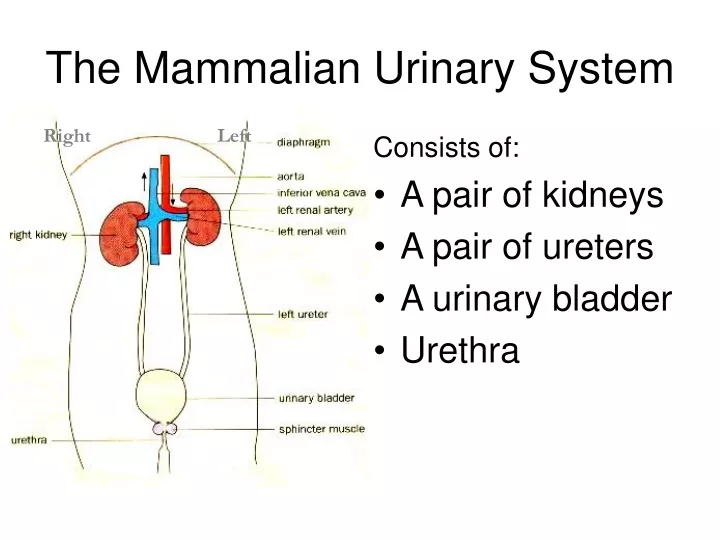 the mammalian urinary system