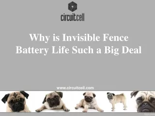 Why is Invisible Fence Battery Life Such a Big Deal