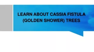 LEARN ABOUT CASSIA FISTULA (GOLDEN SHOWER) TREES
