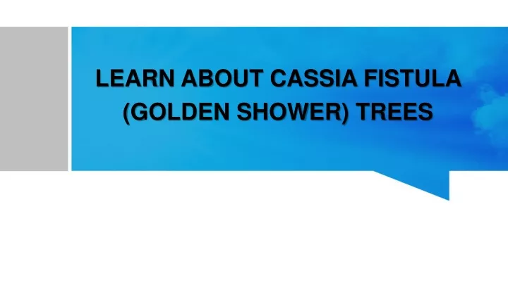 learn about cassia fistula golden shower trees