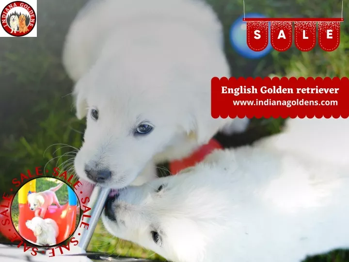 english golden retriever