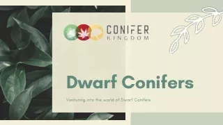 dwarf conifers