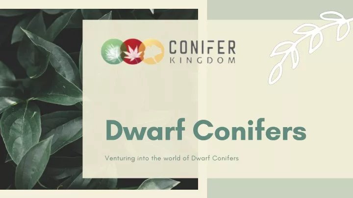 dwarf conifers