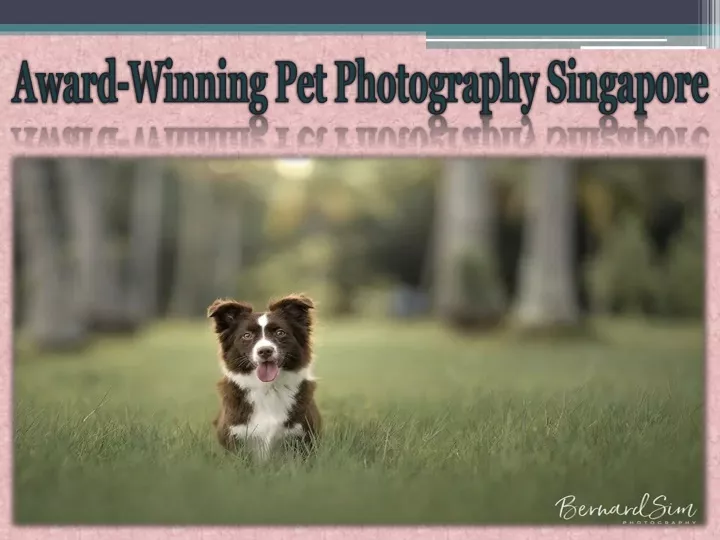 award winning pet photography singapore