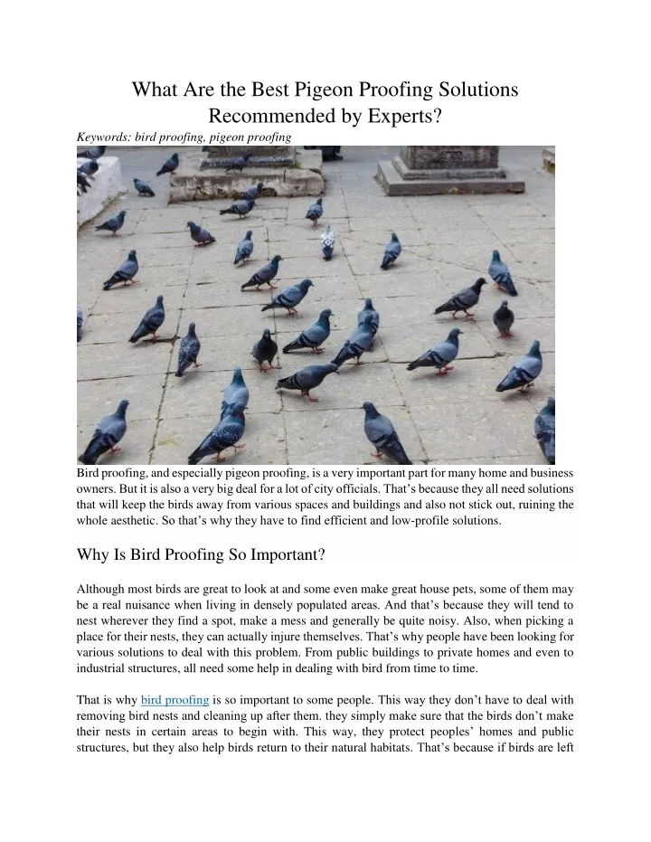 what are the best pigeon proofing solutions