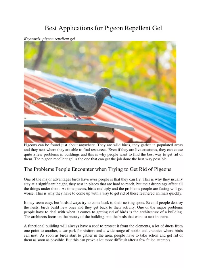 best applications for pigeon repellent gel