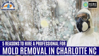 5 Reasons to Hire a Professional for Mold Removal in Charlotte NC