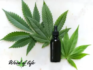 Beginners Guide to Choosing the Right Type of CBD