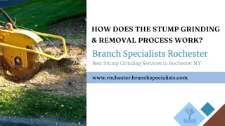 How Does The Stump Grinding and Removal Process Work - Branch Specialists Rochester