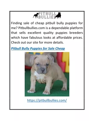 Pitbull Bully Puppies For Sale Cheap  Pitbullbullies.com