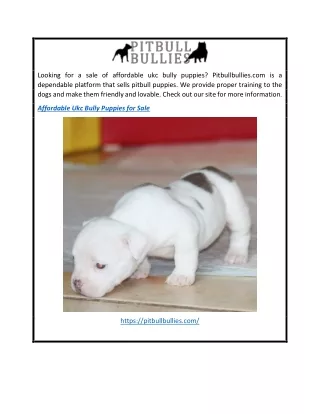 Affordable Ukc Bully Puppies For Sale  Pitbullbullies.com