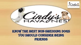 Havanese puppies in the state of Texas |Cindy's Havanese
