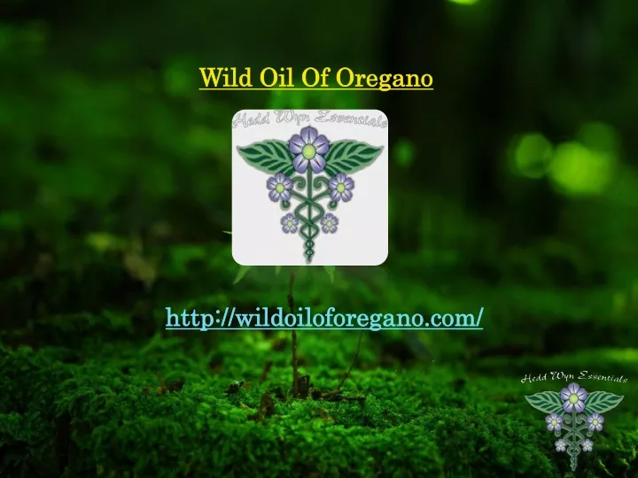 wild oil of oregano