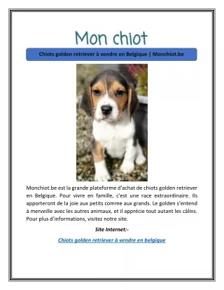 Chiots golden retriever à vendre en Belgique | Monchiot.be