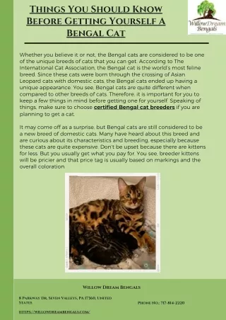 Things You Should Know Before Getting Yourself A Bengal Cat