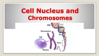 cell nucleus and chromosomes