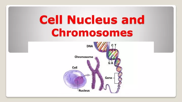 cell nucleus and chromosomes