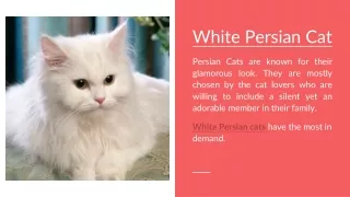 white persian cat persian cats are known