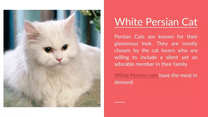 white persian cat persian cats are known