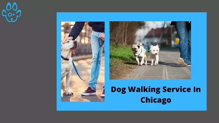 dog walking service in chicago
