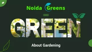 Noida Greens best-supplier Fruit Plants In Noida