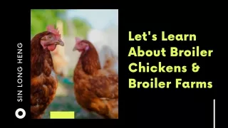 Let's Learn About Broiler Chicken & Farms | Sin Long Heng