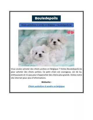 Chiots yorkshires à vendre en Belgique | Bouledepoils.be