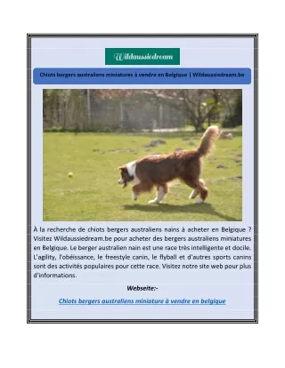 Chiots bergers australiens miniatures à vendre en Belgique | Wildaussiedream.be