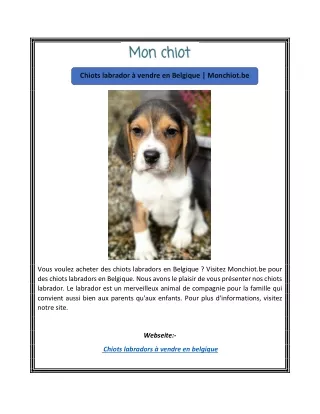 Chiots labrador à vendre en Belgique | Monchiot.be