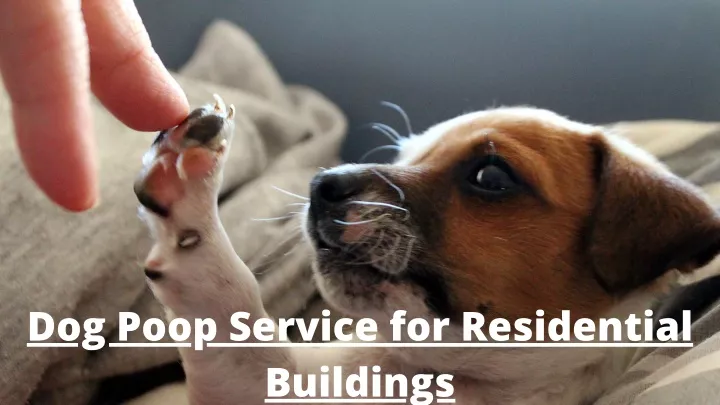 dog poop service for residential buildings