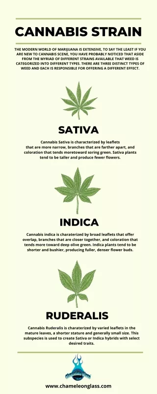 Cannabis Strain