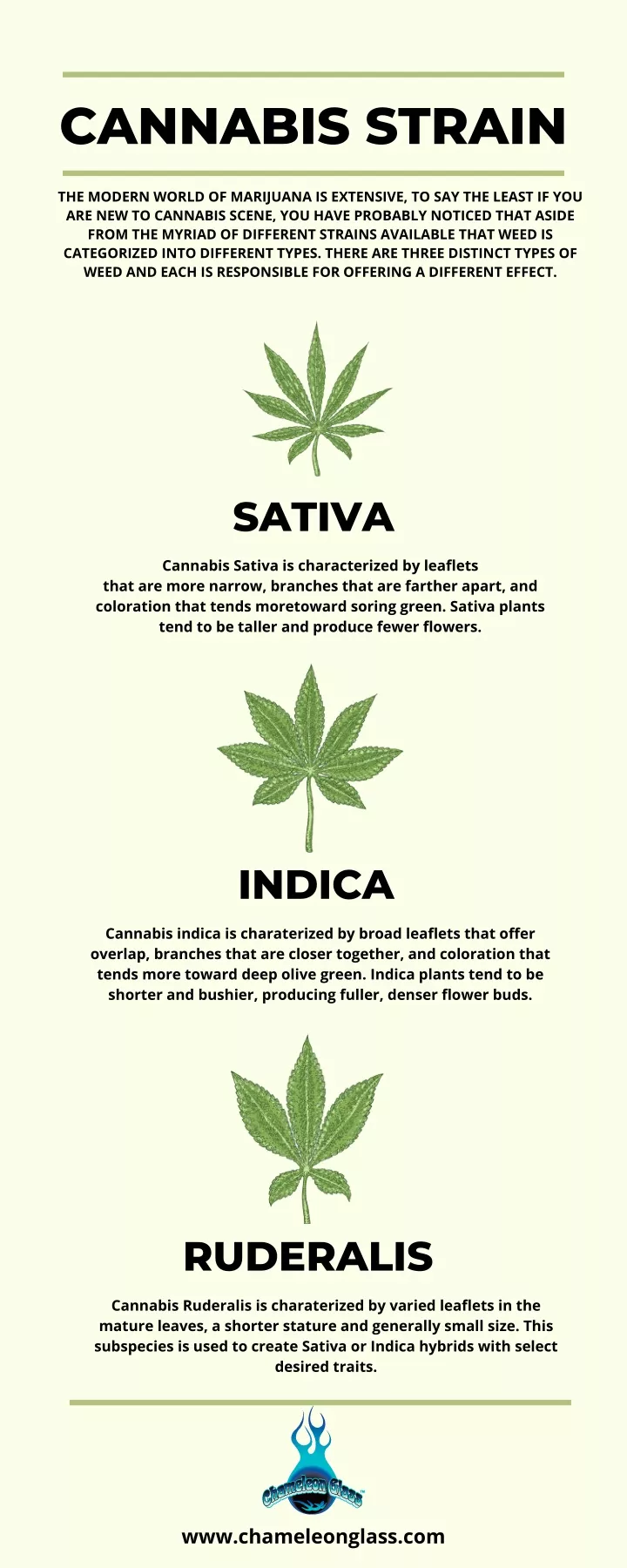 cannabis strain