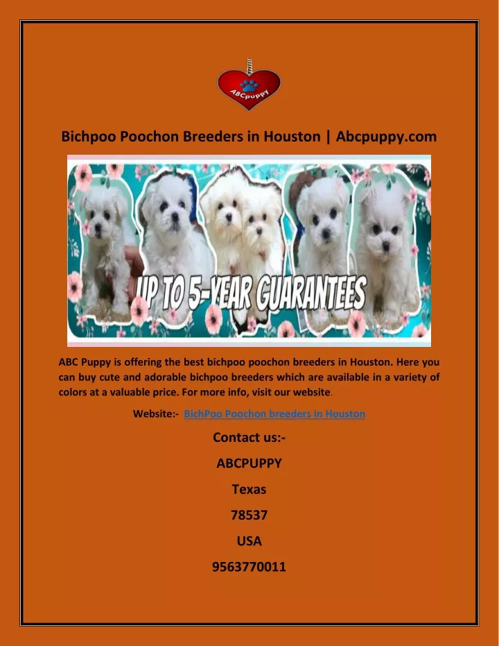 bichpoo poochon breeders in houston abcpuppy com